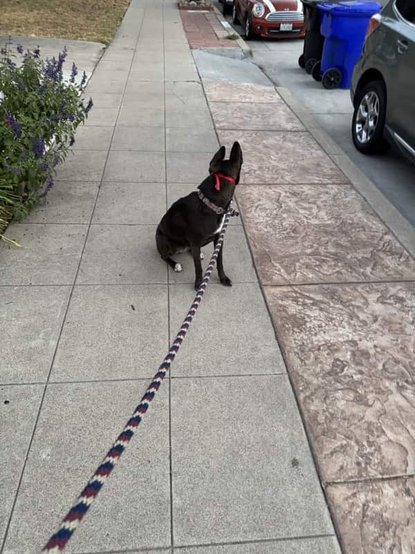A picture of a black dog named Bowie sitting, taken on September 11 2025 at 6:21 am